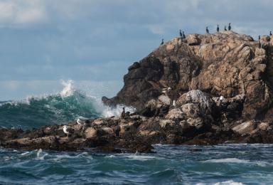 Oiseaux marins posés sur l'île de Kervouroc. 