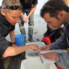 2 agents du parc mesurent un juvénile de poisson plat pêché qu chalut de plage