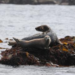 Un phoque gris et un veau-marin se repose